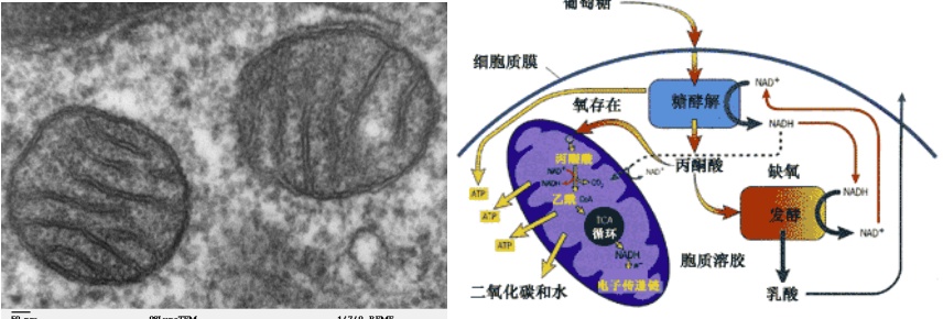 硕士有氧运动_运动吸氧气好吗_运动中吸氧好吗